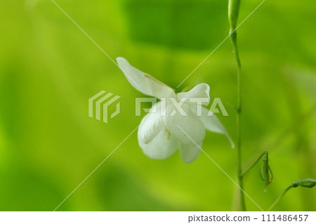 Plum blossoms, plum blossoms, undergrowth in the forest, small white flowers, wildflowers Plum blossoms, plum blossoms, undergrowth in the forest, small white flowers, wildflowers 111486457