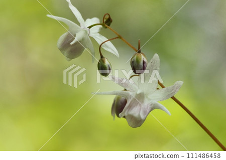 Plum blossoms, plum blossoms, undergrowth in the forest, small white flowers, wildflowers Plum blossoms, plum blossoms, undergrowth in the forest, small white flowers, wildflowers 111486458