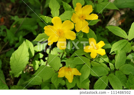 Yellow flowers blooming on the forest edge 111486502