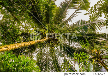 Palm tree growing in the grasslands of Sri Lanka 111486574
