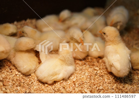 可愛的小雞形象 111486597