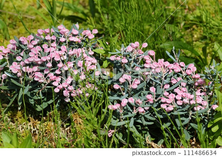 杜鵑花 姬石香樟 盛開在高山濕地 杜鵑花 姬石香樟 盛開在高山濕地 111486634
