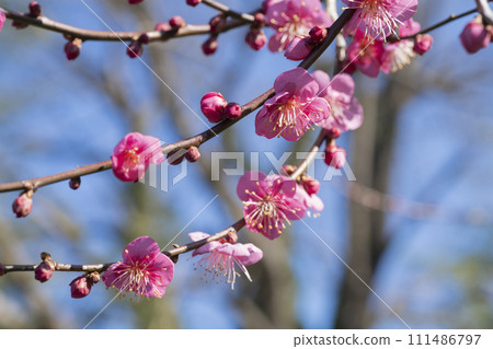 粉紅色的梅花 粉紅色的梅花 111486797