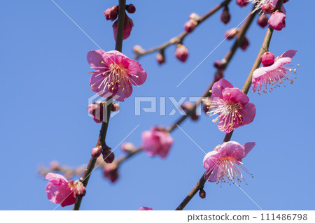 粉紅色的梅花 粉紅色的梅花 111486798