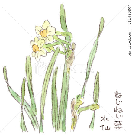 Winter plant, watercolor illustration of loosely twisted leaves and white daffodil flowers 111486804