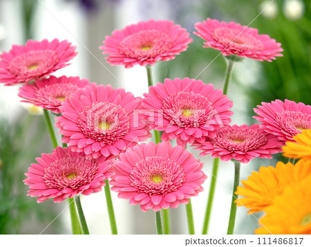 gerbera cut flowers gerbera cut flowers 111486817