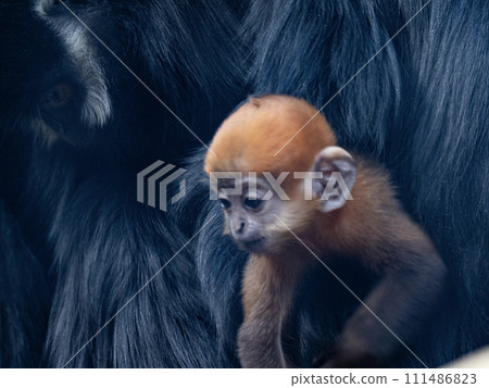 黑色 弗朗索瓦·沃爾頓 嬰兒 金黃色 黑色 弗朗索瓦·沃爾頓 嬰兒 金黃色 111486823