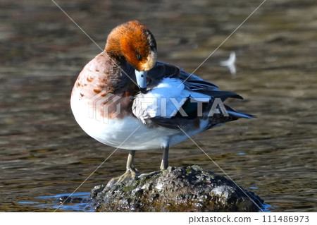 Duck 111486973