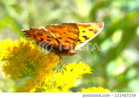 蝴蝶 蝴蝶 111487239