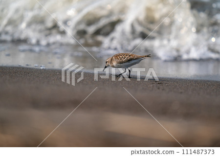 遠念在海邊尋找食物 遠念在海邊尋找食物 111487373