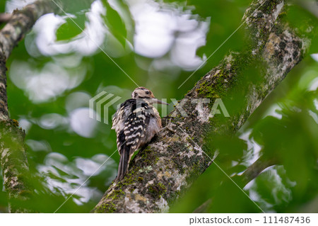 A young spotted woodpecker perched on a tree trunk looking for food 111487436