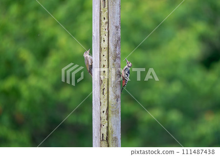 Young black-and-white woodpeckers and young woodpeckers perch on a streetlight looking for food. 111487438