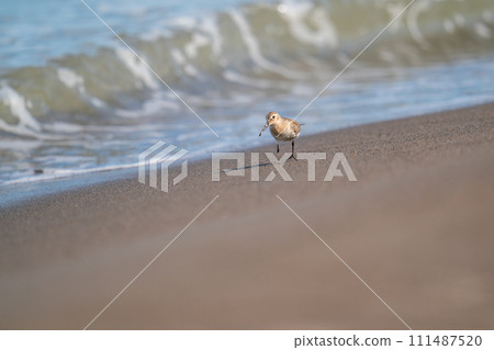 普通鷸在海灘上尋找食物 111487520