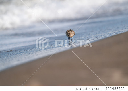 普通鷸在海灘上尋找食物 111487521