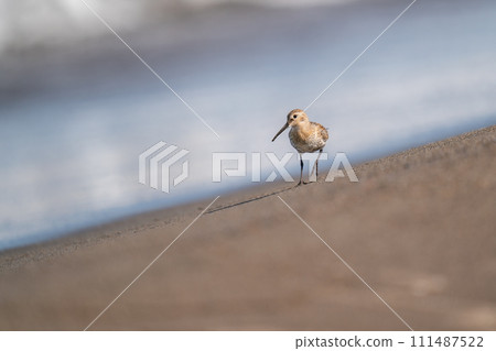沿著海灘行走的鷸 111487522