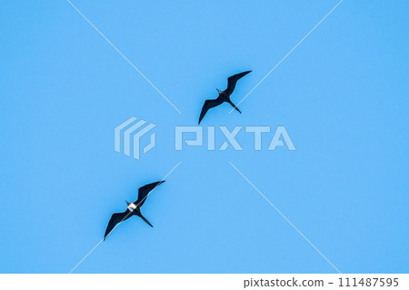 Frigatebird flying in the blue sky of the Caribbean Sea Frigatebird flying in the blue sky of the Caribbean Sea 111487595