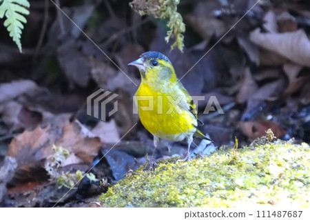 A cute and beautiful siskin that came out of nowhere and stopped in front of me A cute and beautiful siskin that came out of nowhere and stopped in front of me 111487687