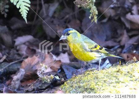 A cute and beautiful siskin that came out of nowhere and stopped in front of me A cute and beautiful siskin that came out of nowhere and stopped in front of me 111487688