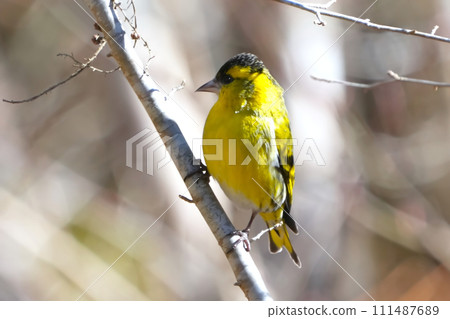 A cute and beautiful siskin that came out of nowhere and stopped in front of me A cute and beautiful siskin that came out of nowhere and stopped in front of me 111487689