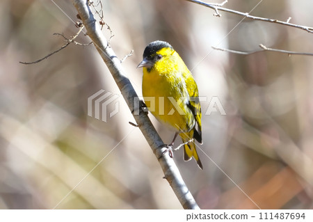 A cute and beautiful siskin that came out of nowhere and stopped in front of me A cute and beautiful siskin that came out of nowhere and stopped in front of me 111487694
