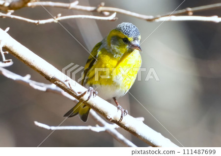 A cute and beautiful siskin that came out of nowhere and stopped in front of me 111487699