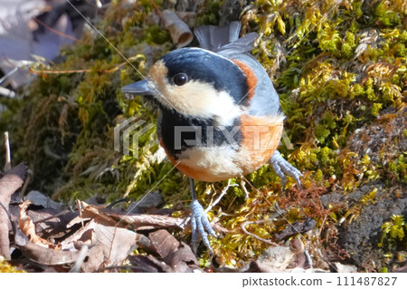 A cute and beautiful mountain tit that came out of nowhere and stopped right in front of me. 111487827