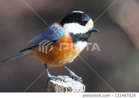 A cute and beautiful mountain tit that came out of nowhere and stopped right in front of me. A cute and beautiful mountain tit that came out of nowhere and stopped right in front of me. 111487828