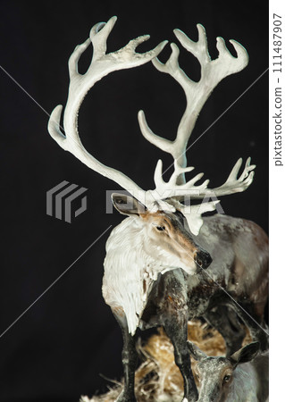 reindeer in the dark reindeer in the dark 111487907