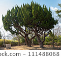 Kobe City Suwayama Park Kinseidai Tree 111488068