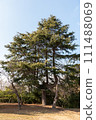 Kobe City Suwayama Park Kinseidai Tree 111488069