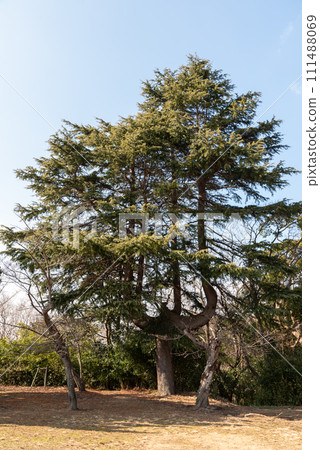 神戶市詰訪山公園金生台樹 神戶市詰訪山公園金生台樹 111488069