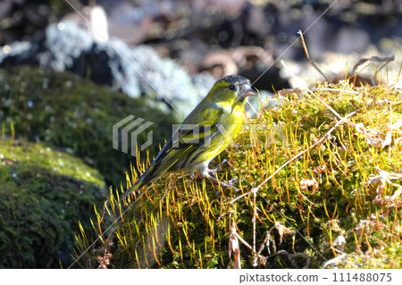 A cute and beautiful siskin that came out of nowhere and stopped in front of me 111488075