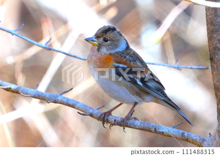 A cute and beautiful brambling that came out of nowhere and stopped in front of me 111488315