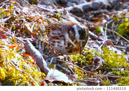A cute and beautiful white-throated sparrow came out of nowhere and landed right in front of me. 111488318