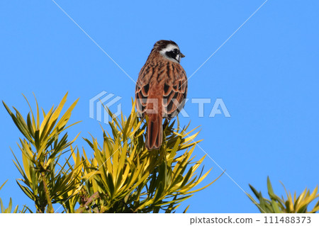  White fish 111488373