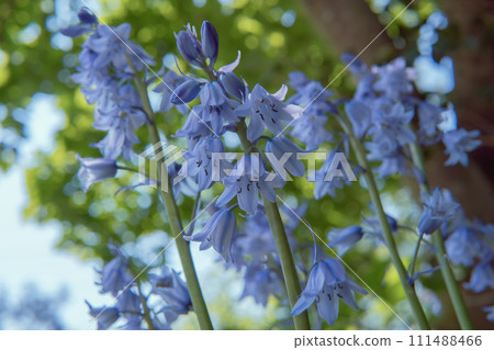 從下面看到的藍色 Scilla Campanulata 花/爵床科,五月 從下面看到的藍色 Scilla Campanulata 花/爵床科,五月 111488466