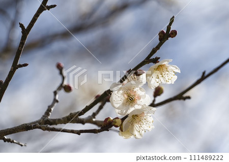 white plum blossom white plum blossom 111489222