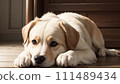 Illustration of a dog lying down 111489434