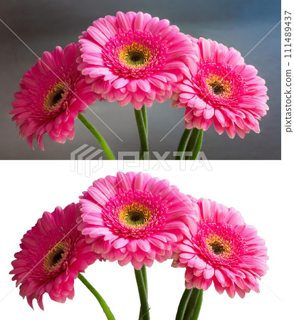 粉紅色非洲菊/三月誕生花（有/無背景）| 修正/處理adobe AI產生的圖像以清除版權問題 111489437