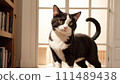 Illustration of a cute cat indoors 111489438