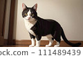 Illustration of a cute cat indoors 111489439