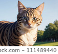 Illustration of a cute cat outdoors 111489440
