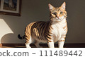 Illustration of a cute cat indoors 111489442