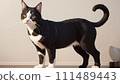 Illustration of a black cat indoors 111489443