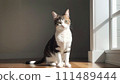 Illustration of a cute cat sitting indoors 111489444