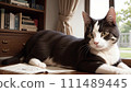 Illustration of a cute cat lying indoors 111489445