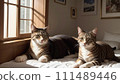 Illustration of two cats relaxing indoors 111489446