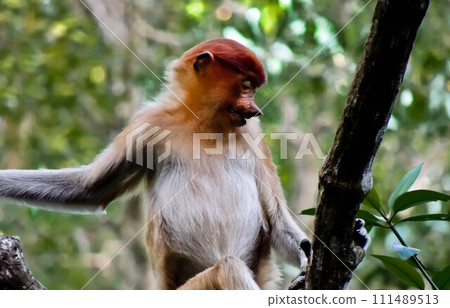 close-up view of proboscis monkeys on a tree close-up view of proboscis monkeys on a tree 111489513