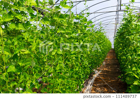 Green beans grow on branches in greenhouse 111489737