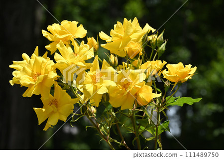 surprise rose surprise rose 111489750